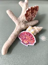 STICKERS COQUILLAGE 5 - ABYSSES ENCHANTES - MARICH.webp