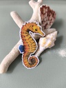 STICKERS HIPPOCAMPE - ABYSSES ENCHANTES - MARICH.jpg