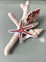 STICKERS ETOILE DE MER 2- ABYSSES ENCHANTES - MARICH.jpg