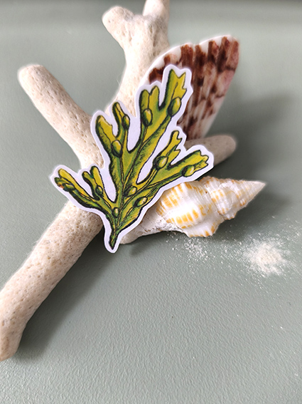 STICKERS ALGUE- ABYSSES ENCHANTES - MARICH.jpg