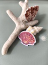 STICKERS COQUILLAGE 5 - ABYSSES ENCHANTES - MARICH.jpg