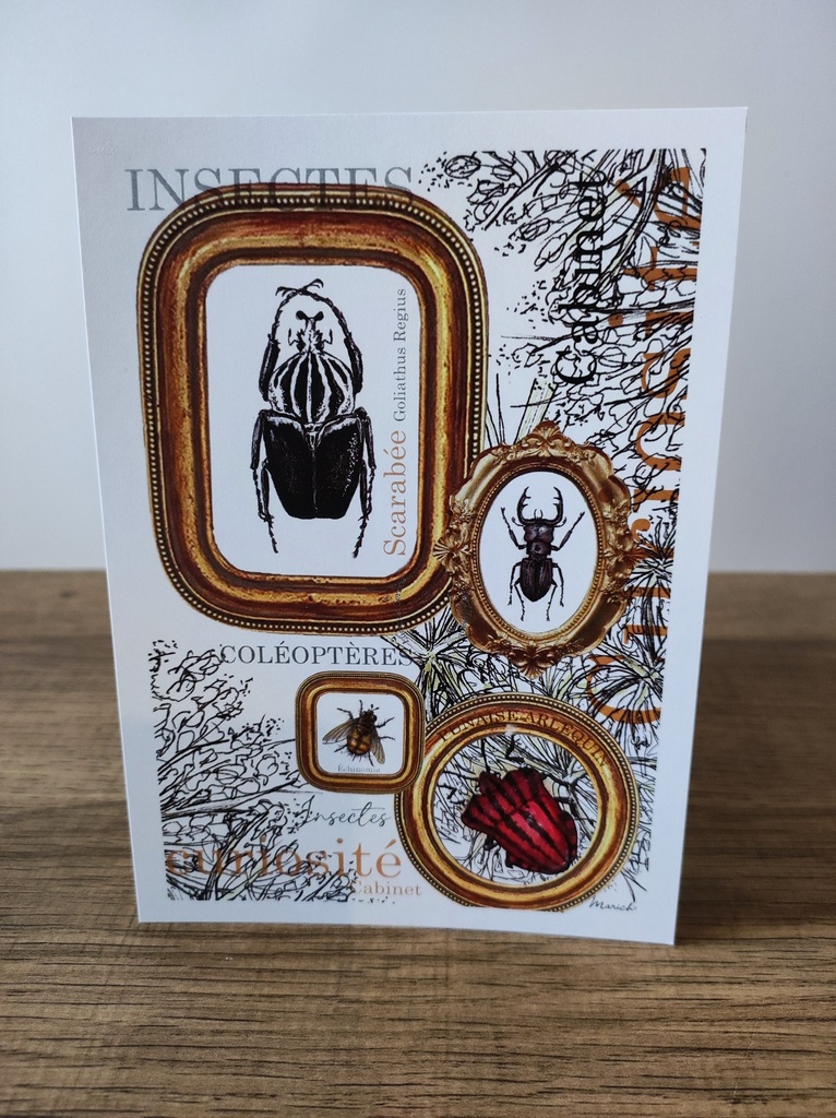 A6 carte postale - Cabinet de curiosité - Insectes