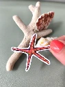 Solographique Étoile de mer fine - Sticker individuel holographique