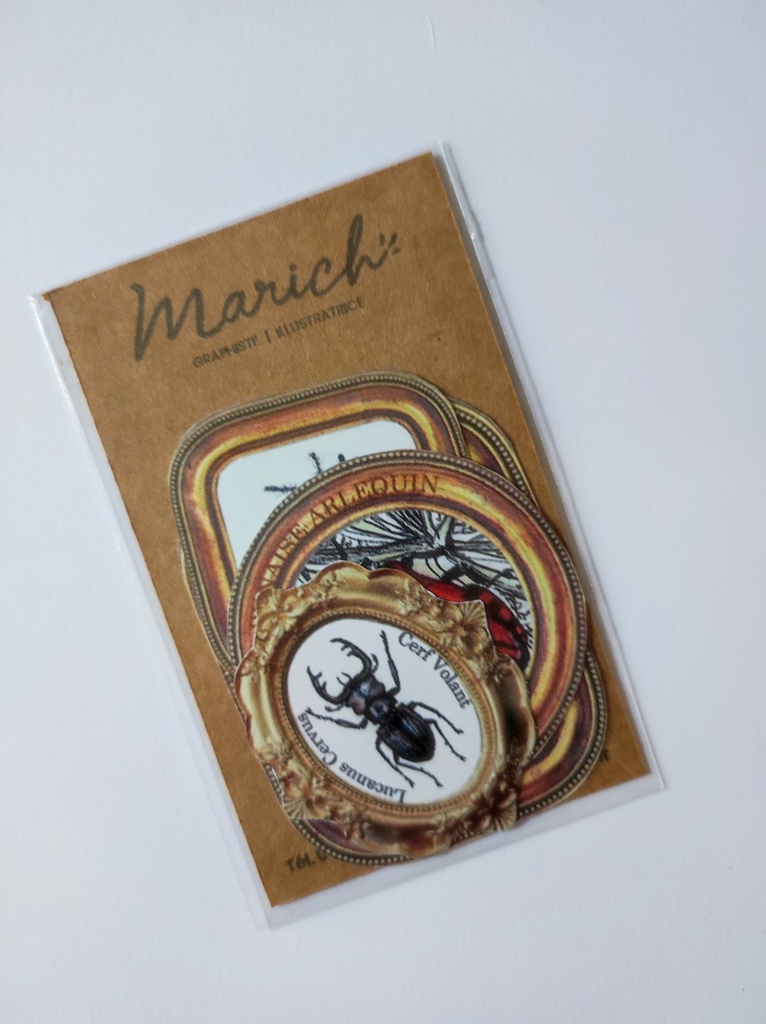 Magnets Cabinet de curiosité - Insectes